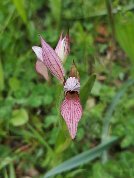 Serapias lingua  - Richard Fay