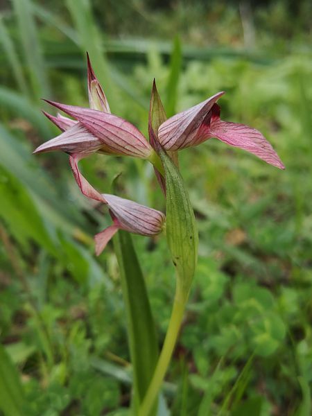 Serapias lingua  - Richard Fay