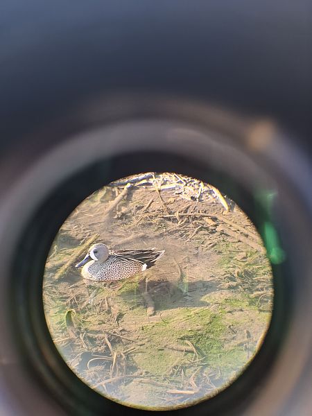 Marzaiola americana  - Michela Fadda