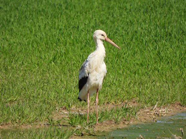 Cigonya blanca  - Joan Pessarrodona