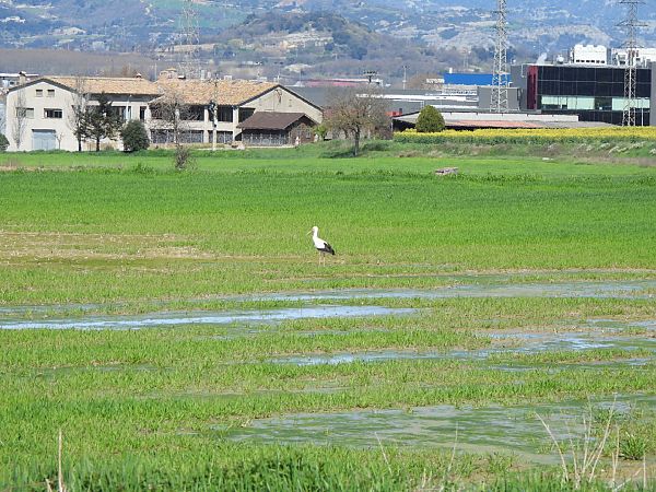 Cigonya blanca  - Joan Pessarrodona