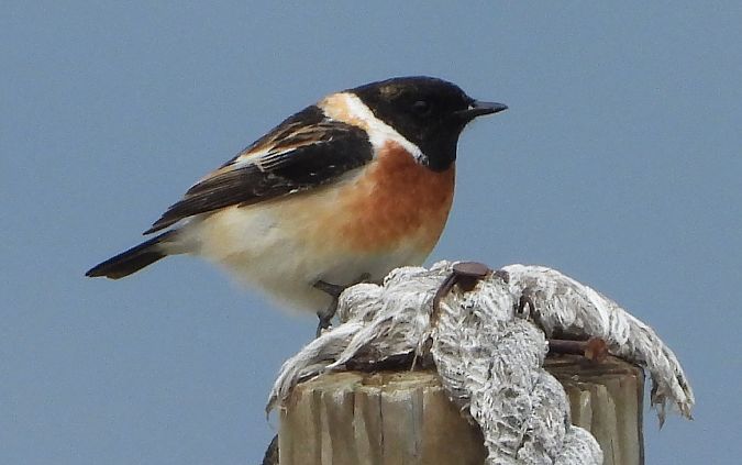 Saltimpalo comune  - Andrea Sorrentino