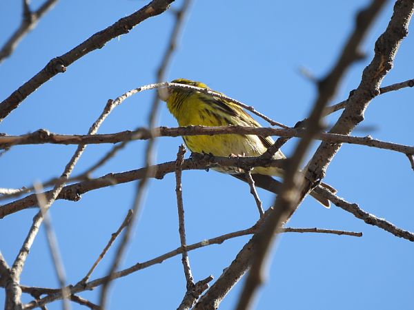 Gafarró  - Joan Pessarrodona
