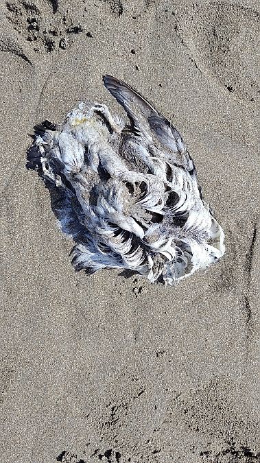 Fratercula arctica  - Gonzalo Torre