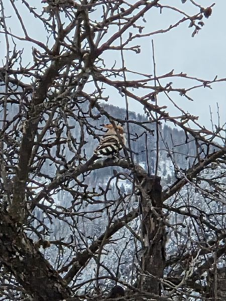 Upupa  - Laura Della Mea (FVG)