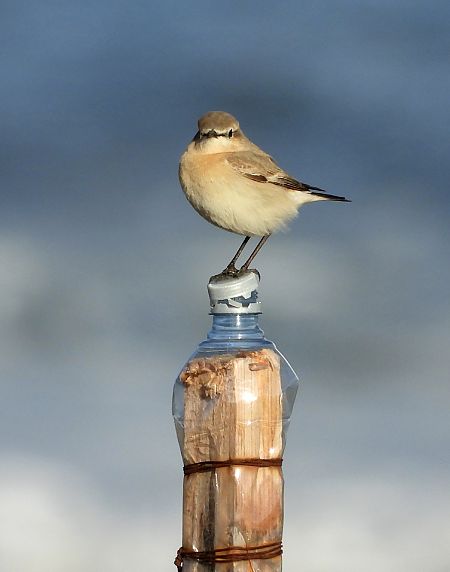 Culbianco isabellino  - Andrea Sorrentino