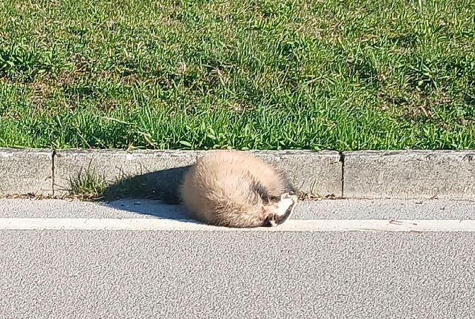 Tasso  - Michele Cassol