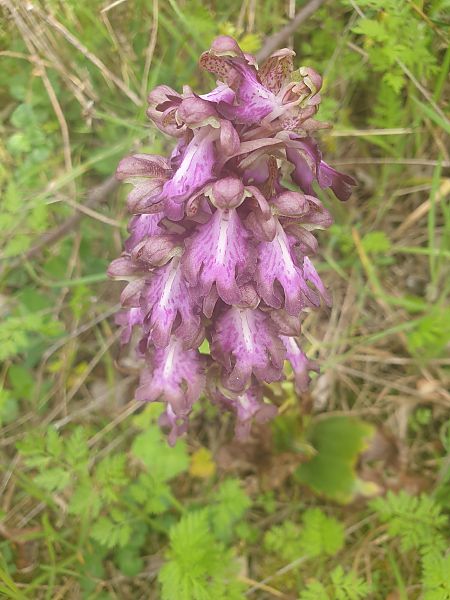Himantoglossum robertianum  - Durieu Bruno