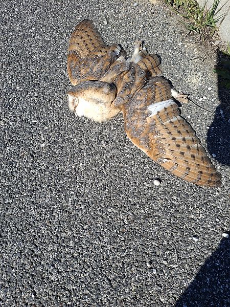 Barbagianni  - Bruno Delbianco