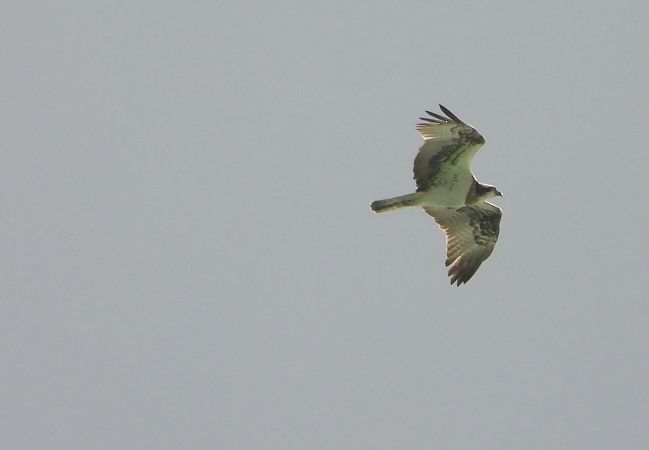 Falco pescatore  - Andrea Sorrentino