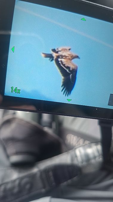 Àguila imperial ibèrica  - Elena Farré A. (leni)