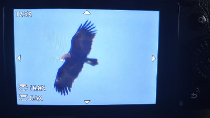 orlik grubodzioby  - Katarzyna Laszkiewicz