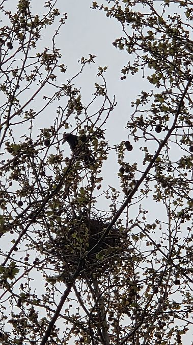 Graula  - Gerard Tejero Casasayas