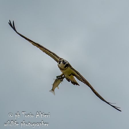 Falco pescatore  - Vitantonio Altieri