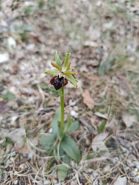 Ophrys passionis  - Paul de Ferrière