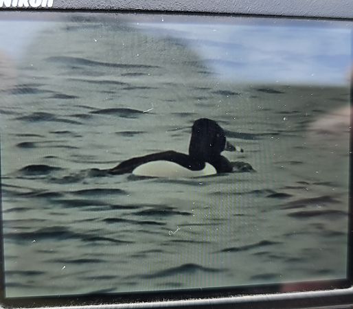 czerniczka  - Michał Wnuk