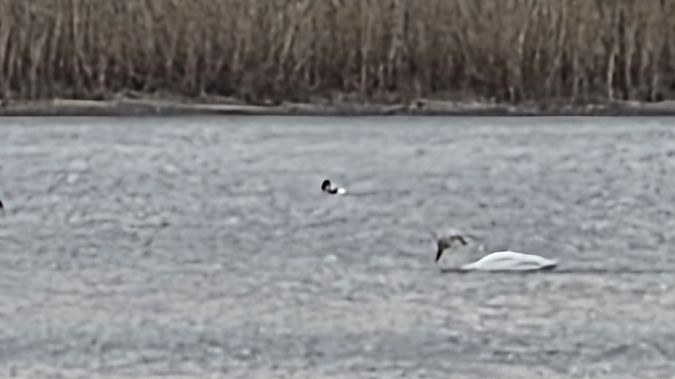 ohar  - Przemysław Stachyra