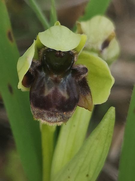 Ophrys bombyliflora  - Richard Fay
