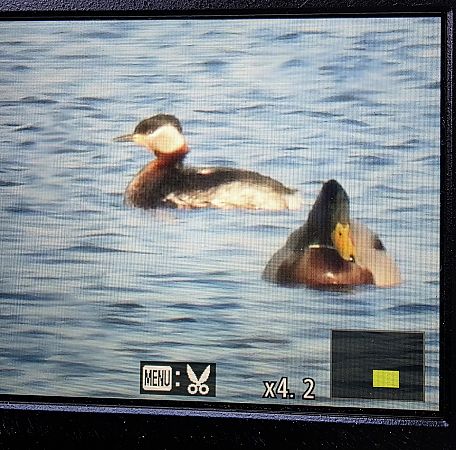 perkoz rdzawoszyi  - Robert Locman