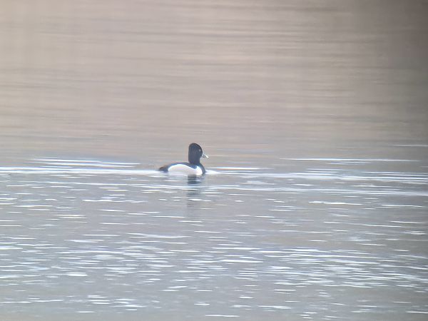 czerniczka  - Sebastian Watras