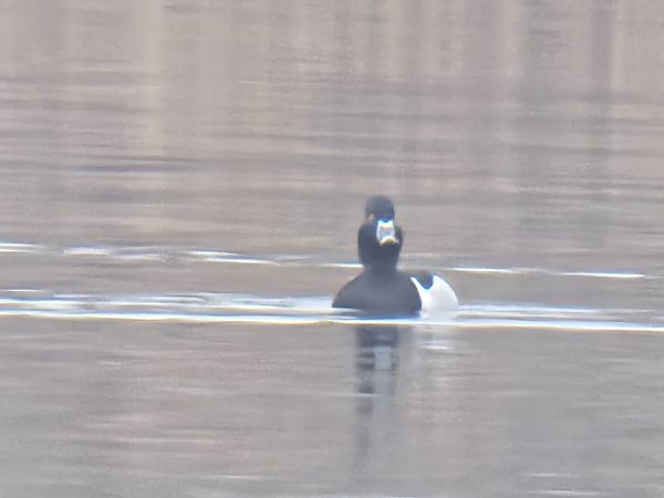 czerniczka  - Sebastian Watras