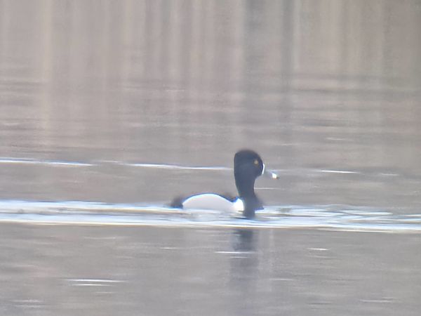 Ringschnabelente  - Sebastian Watras