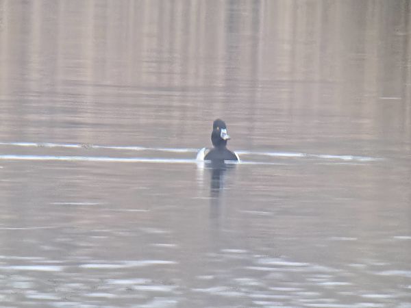 Ringschnabelente  - Sebastian Watras
