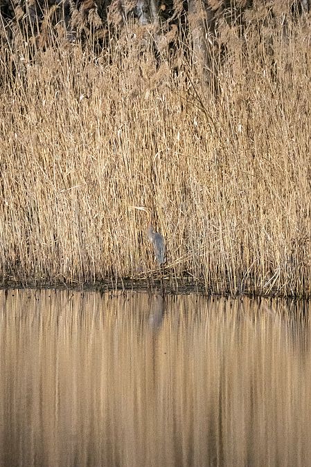 Airone rosso  - Beatrice Bariletta