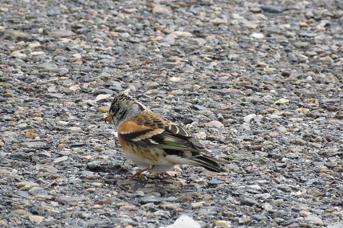 Pinsà mec  - Francesc Rodríguez