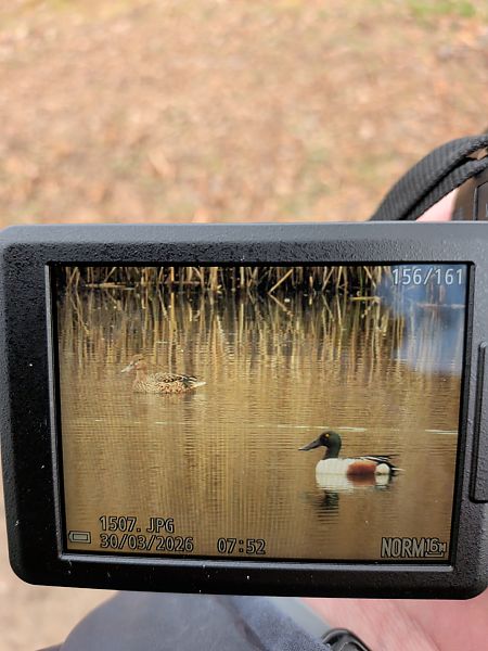 płaskonos  - Piotr Gałęziowski