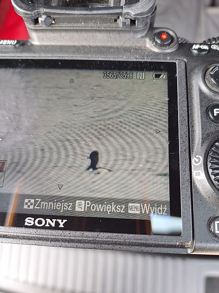 czerniczka  - Mateusz Cymbała