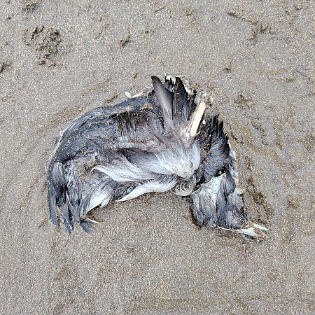 Fratercula arctica  - Gonzalo Torre