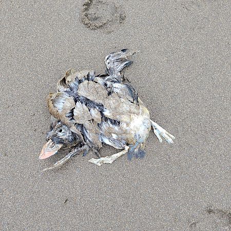 Fratercula arctica  - Gonzalo Torre