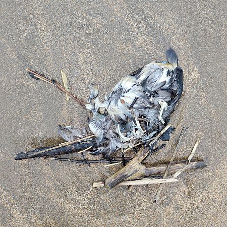 Fratercula arctica  - Gonzalo Torre