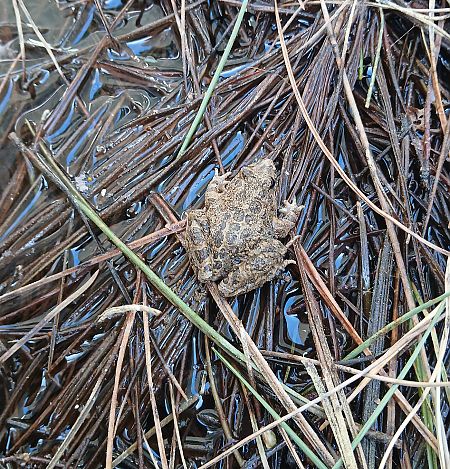 Granota pintada  - Jesus Aparicio Fernández