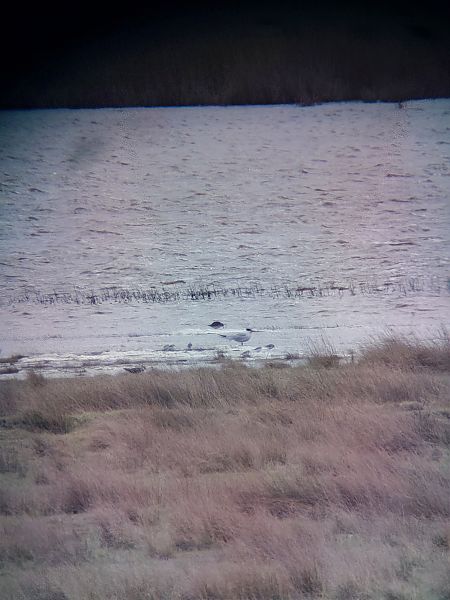 Sterne caspienne  - Roland Pape