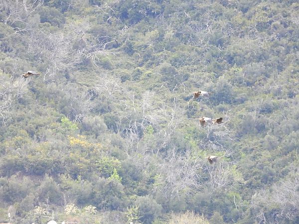 Airone rosso  - Andrea Sorrentino