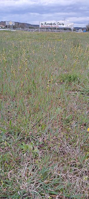 Ophrys occidentalis  - Marc et M-Joëlle Silvestre