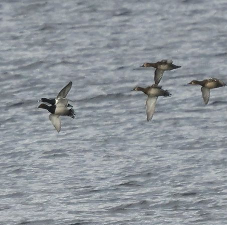 czerniczka  - Katarzyna Szałas