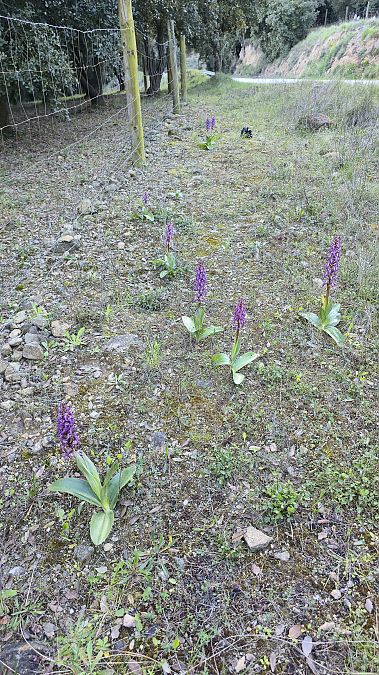 Himantoglossum robertianum  - Emma Duran