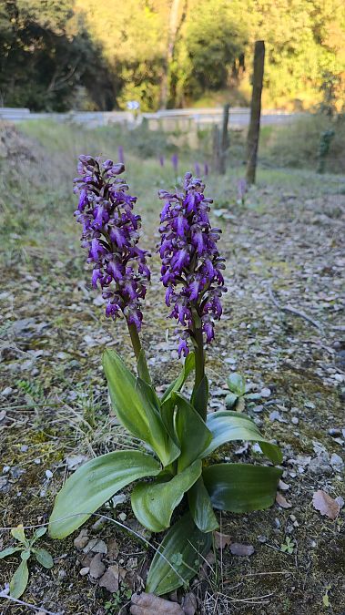 Himantoglossum robertianum  - Emma Duran