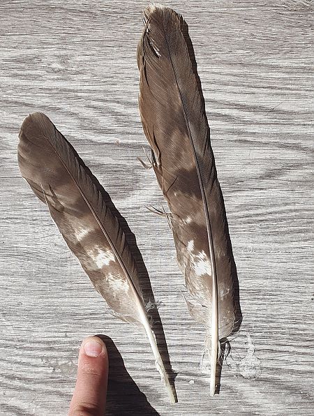 Astore  - Claudio Foglini