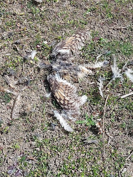 Gufo comune  - Lorenzo Lanzani