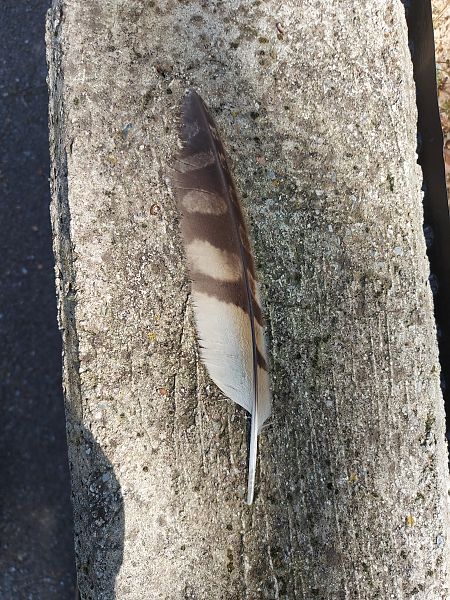 Gufo comune  - Lorenzo Lanzani