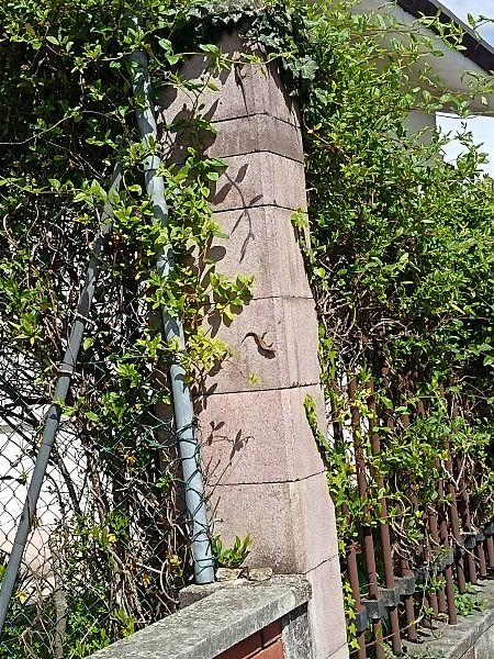 Lucertola muraiola  - Tiziano Fiorenza (FVG)