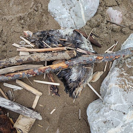 Fratercula arctica  - Gonzalo Torre