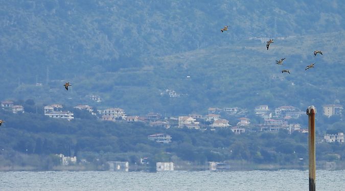 Occhione  - Andrea Sorrentino