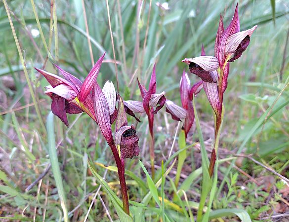 Serapias vomeracea  - Julien Buissart