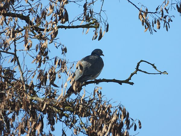 grzywacz  - Adrian Dudkiewicz