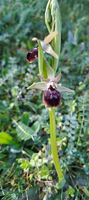 Ophrys occidentalis  - Marc et M-Joëlle Silvestre